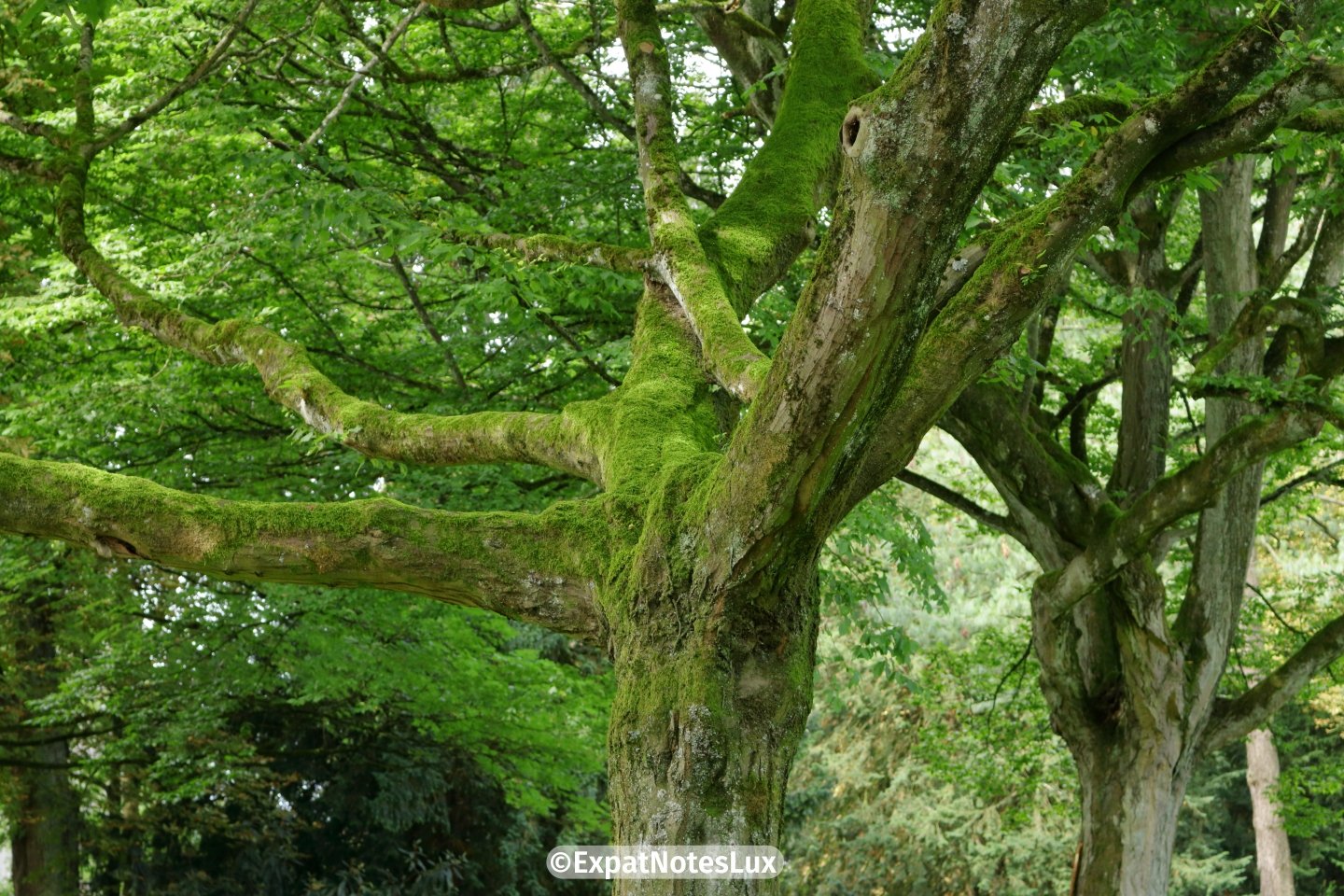 A tree in the parc de ville